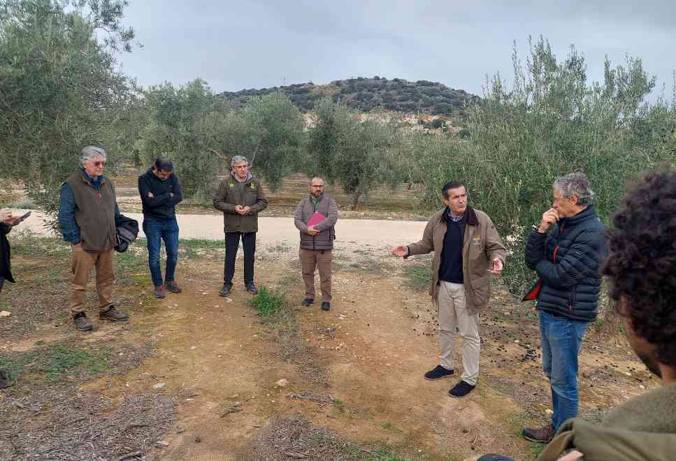 Finca Proyecto Biolivar, olivar intensivo. Práctica cubiertas vegetales