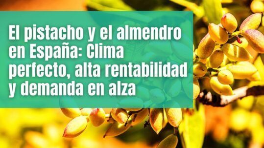 El pistacho y el almendro en España: Clima perfecto, alta rentabilidad y demanda en alza