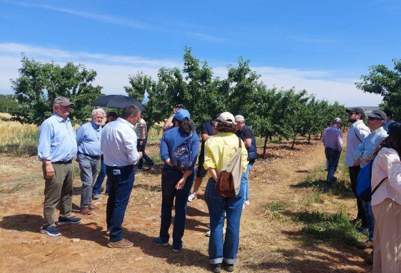 Plantación de pistacho en España