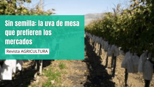 Sin semilla: la uva de mesa que prefieren los mercados