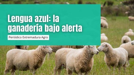 Lengua azul: la ganadería bajo alerta